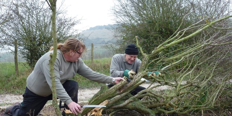 Restoring hedgerows to become Hedge ‘Homes’