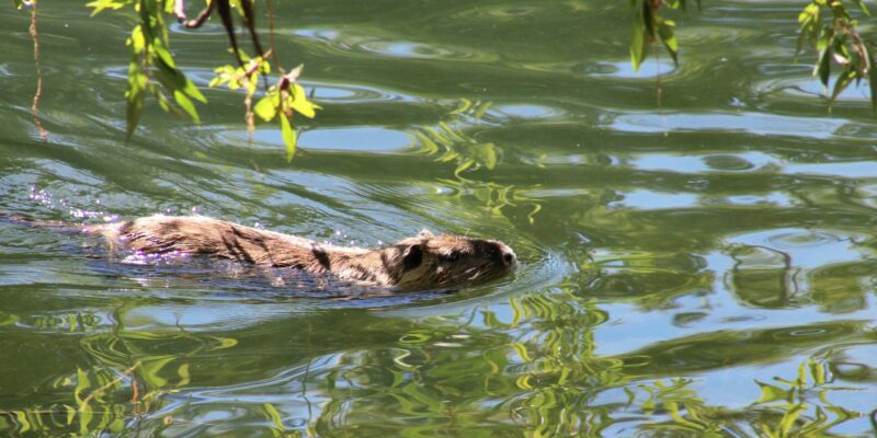 Next steps towards releasing beavers after successful suitability study