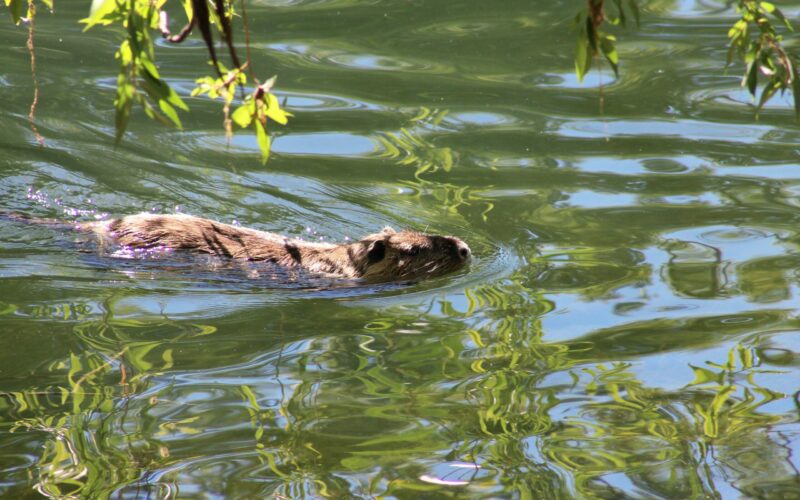 Next steps towards releasing beavers after successful suitability study
