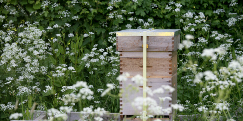 Developing the Apiary at Gilbert White’s House and Gardens