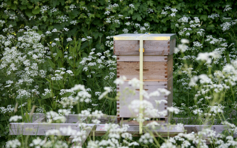 Developing the Apiary at Gilbert White’s House and Gardens