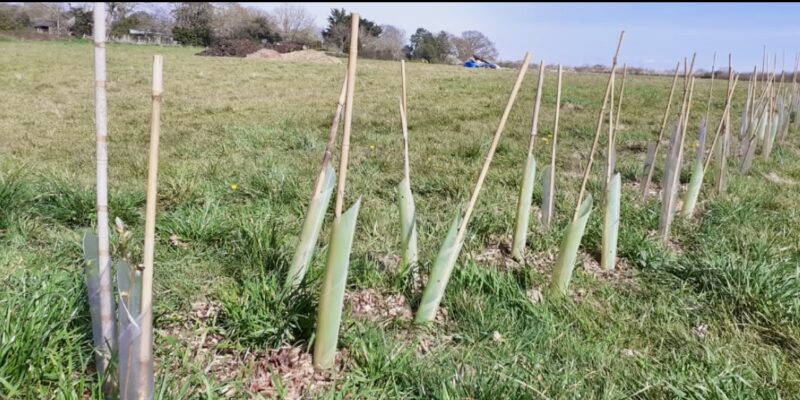 Grow Gurnard
