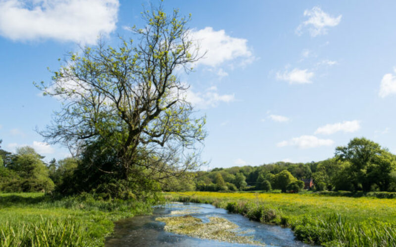 Meon River Project