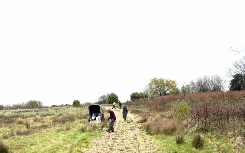 Hedging at Palmers Brook Nature Reserve