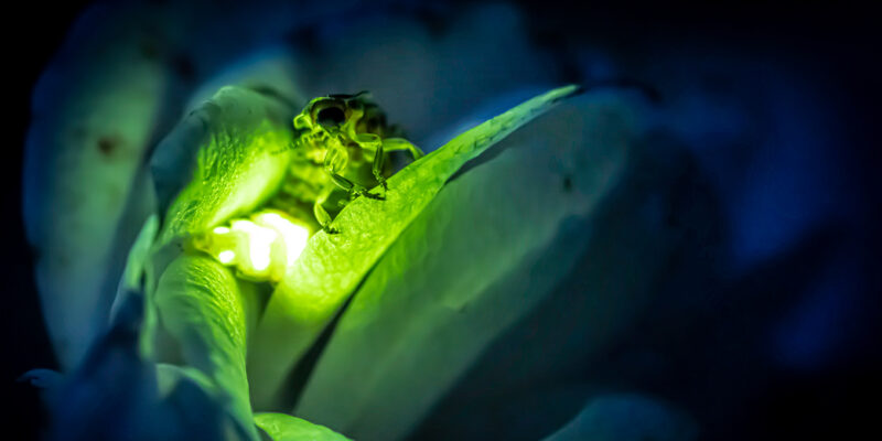 Glow-worms