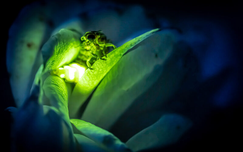 Glow-worms