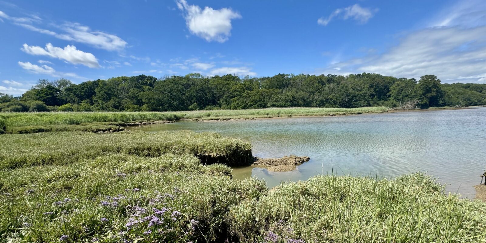 Sea -Lavender at Palmers Brook