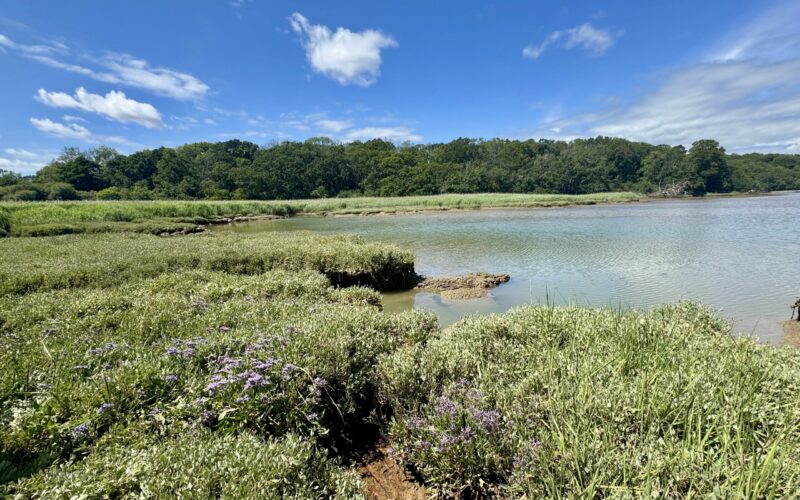 Sea -Lavender at Palmers Brook