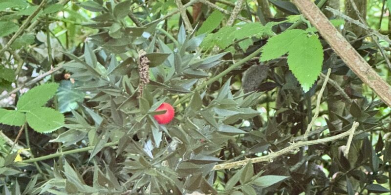 Ancient woodland restoration informed by the discovery of butcher’s broom