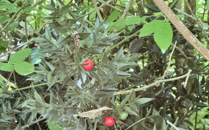 Ancient woodland restoration informed by the discovery of butcher’s broom