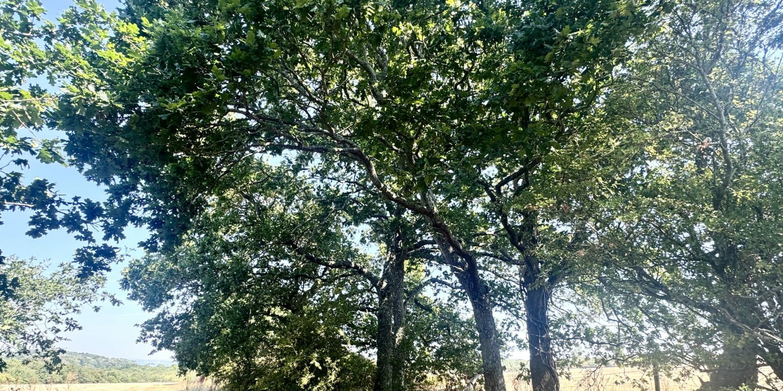 Motkin Ditch