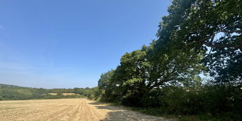 Wild Service Trees