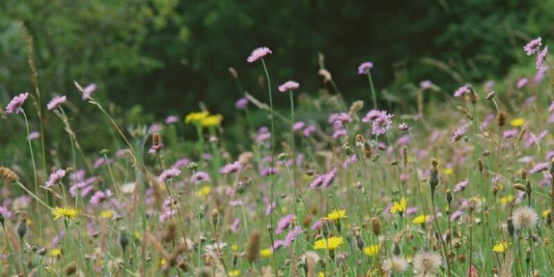 Fair Ways School Nature Meadow Swanwick