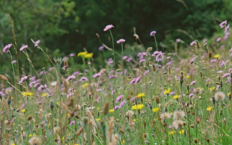 Fair Ways School Nature Meadow Swanwick