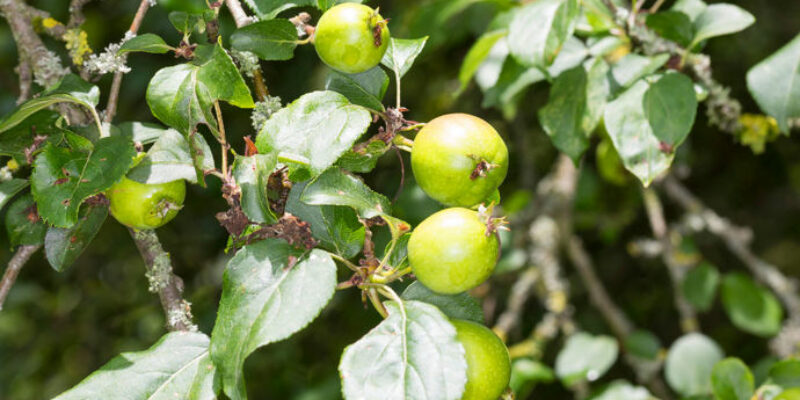 Wild Crab Apples