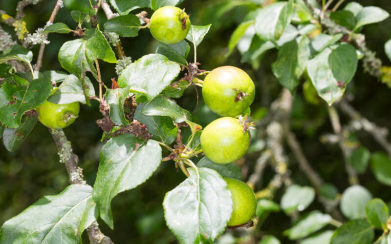 Wild Crab Apples