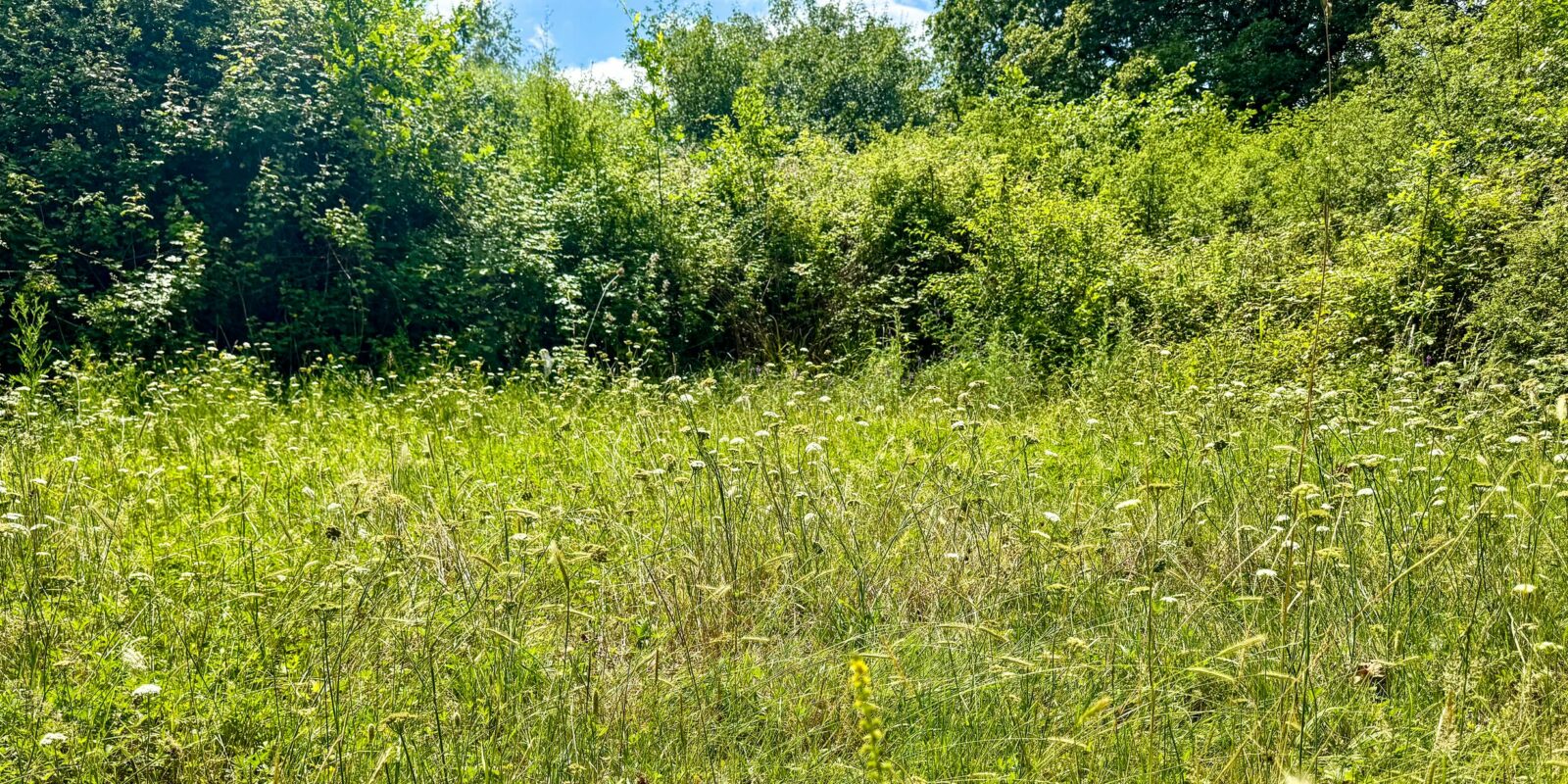 Meadow of ecological and conservation significance