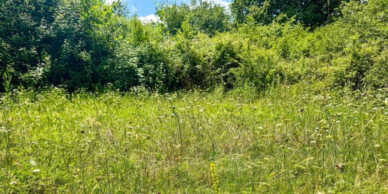 Meadow of ecological and conservation significance