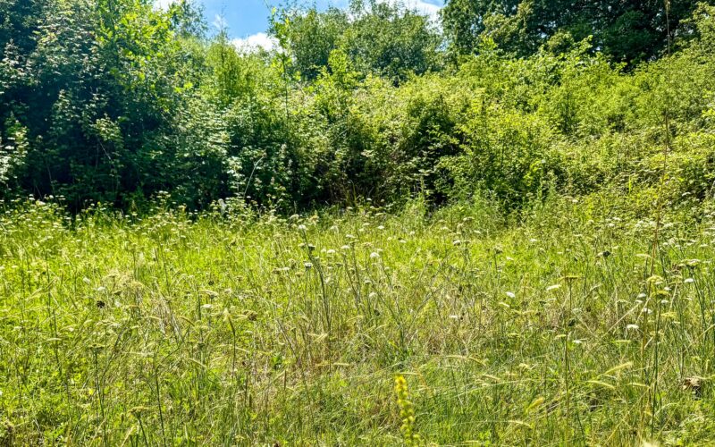 Meadow of ecological and conservation significance