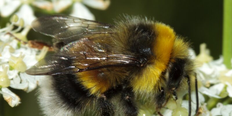 First Year of Monitoring reveals rich biodiveristy