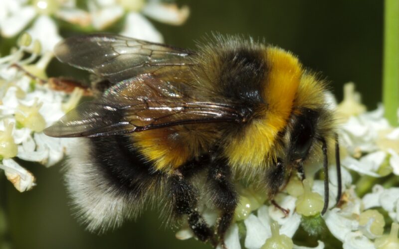 First Year of Monitoring reveals rich biodiveristy